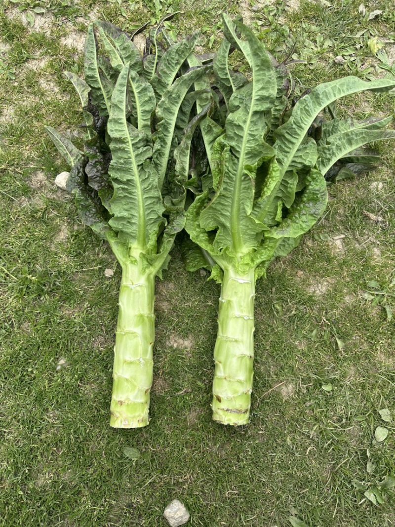 云南莴笋莴苣