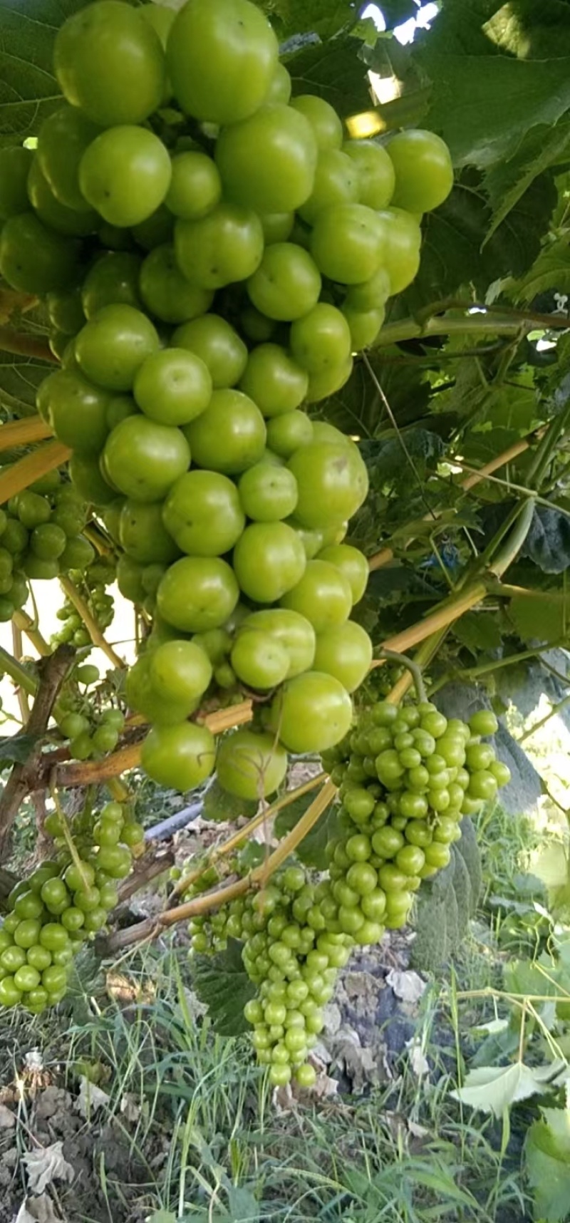 精品阳光玫瑰大量有货量大从优保质保量欢迎咨询