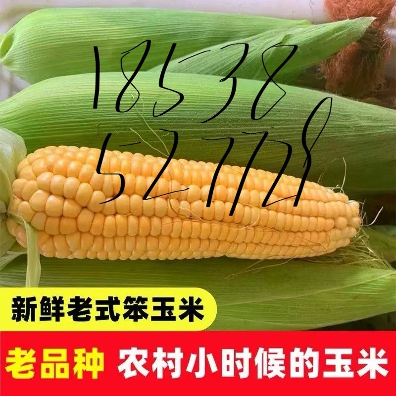 河南农家老式鲜玉米