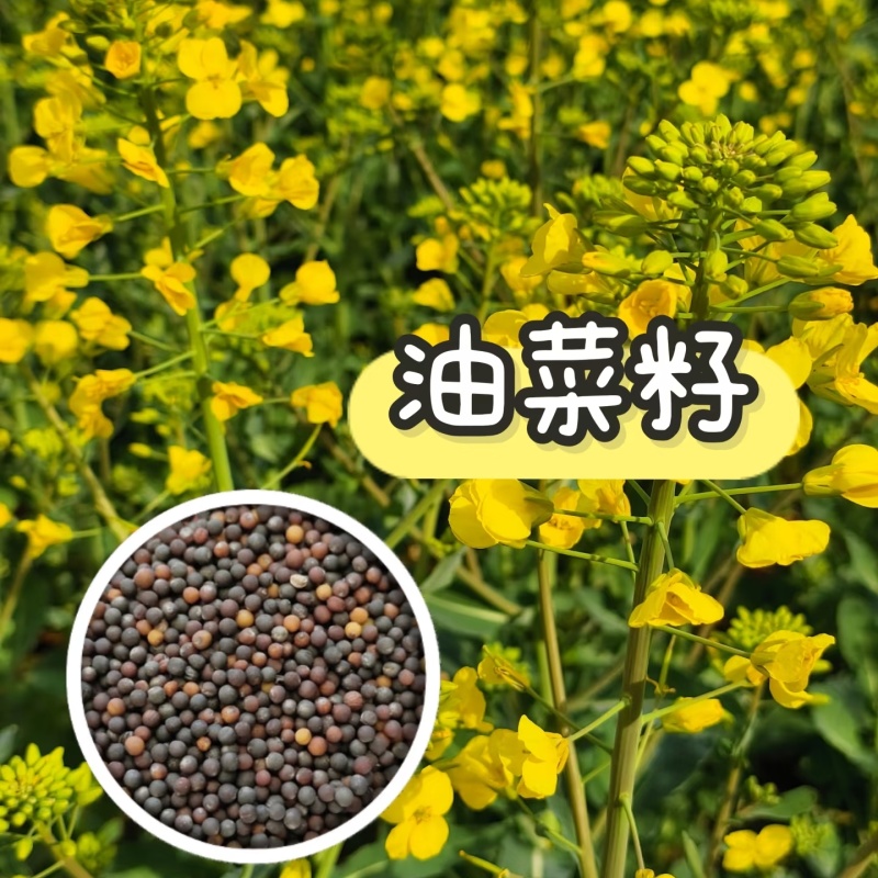 甘肃油菜籽自有基地直供量大从优欢迎榨油厂老板电话订购