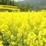 甘肃油菜籽自由基地自贡量大，从优欢迎榨油厂老板电话订货