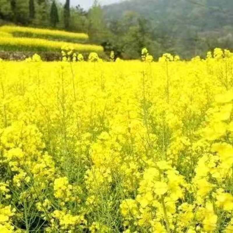 甘肃油菜籽自由基地自贡量大，从优欢迎榨油厂老板电话订货