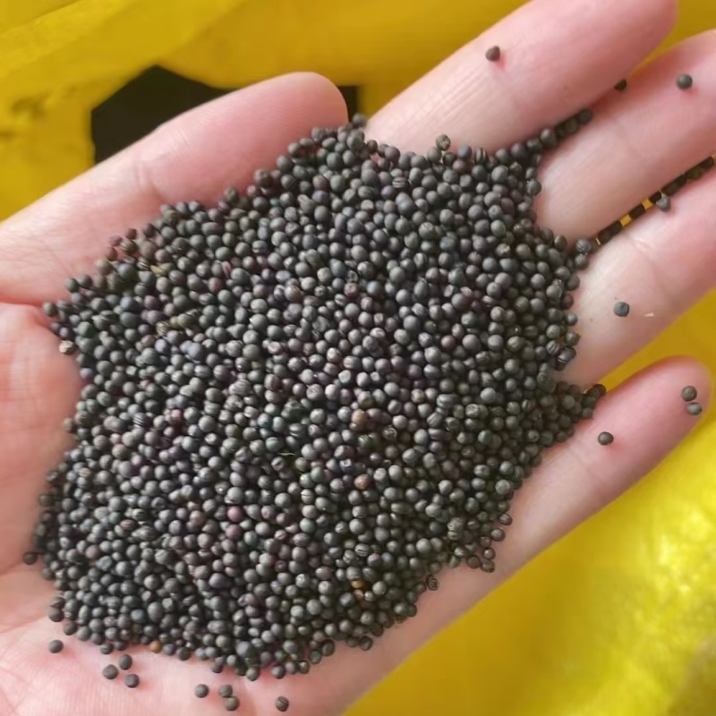 甘肃油菜籽自由基地自贡量大，从优欢迎榨油厂老板电话订货