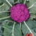 紫花菜