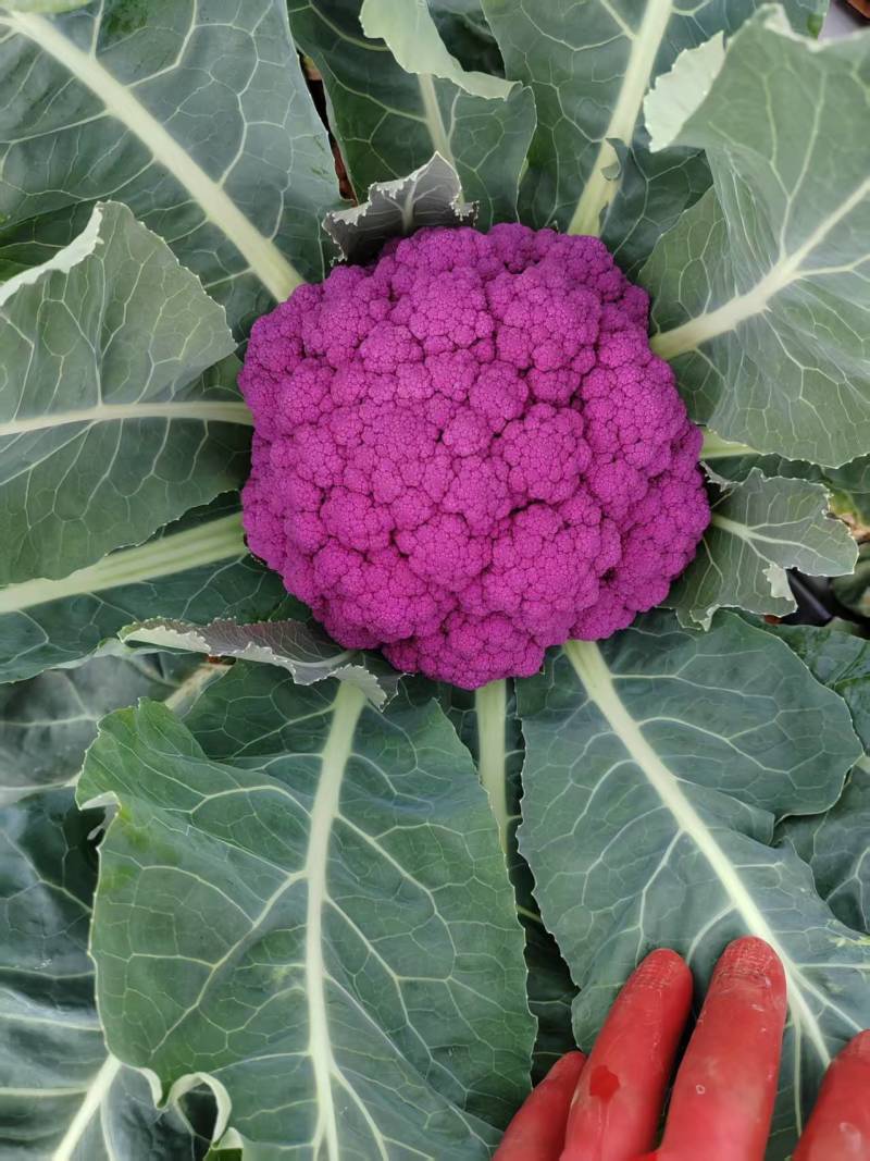 紫花菜