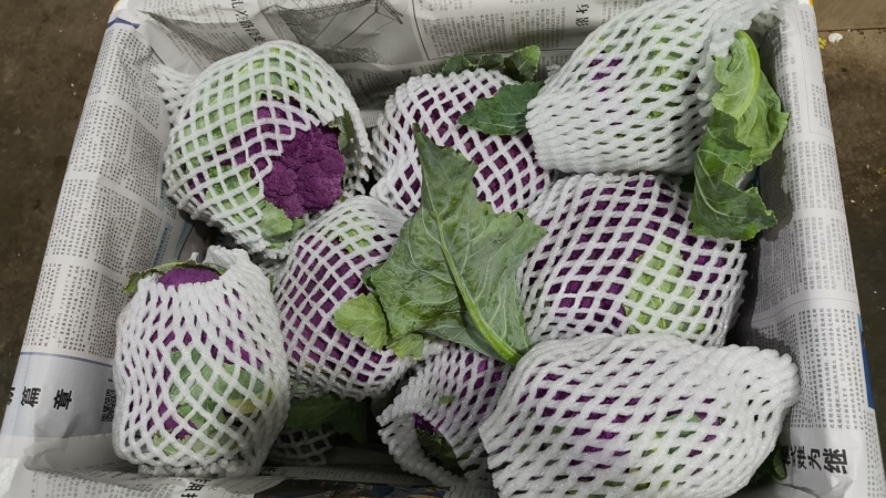 紫花菜