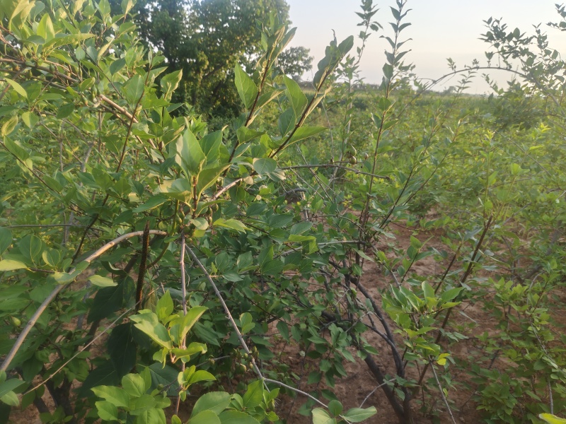 洛阳地区几百亩连翘