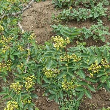 大红炮花椒