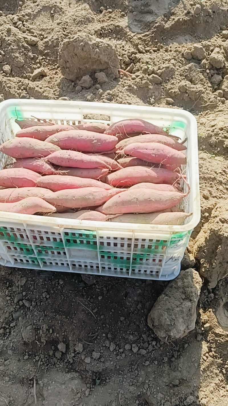 我们这红薯都是沙土地红薯产地直销大量供应，你们看颜色，