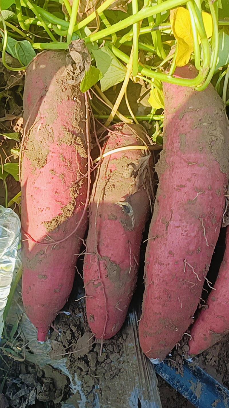 我们这红薯都是沙土地红薯产地直销大量供应，你们看颜色，