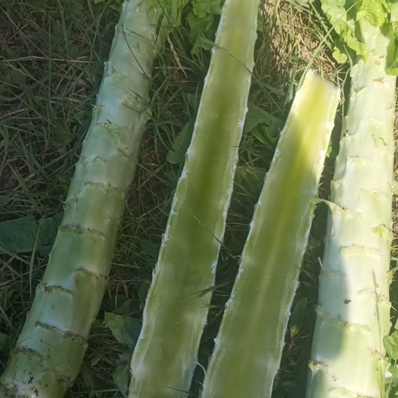 莴笋杆大量有货，有要的老板联系