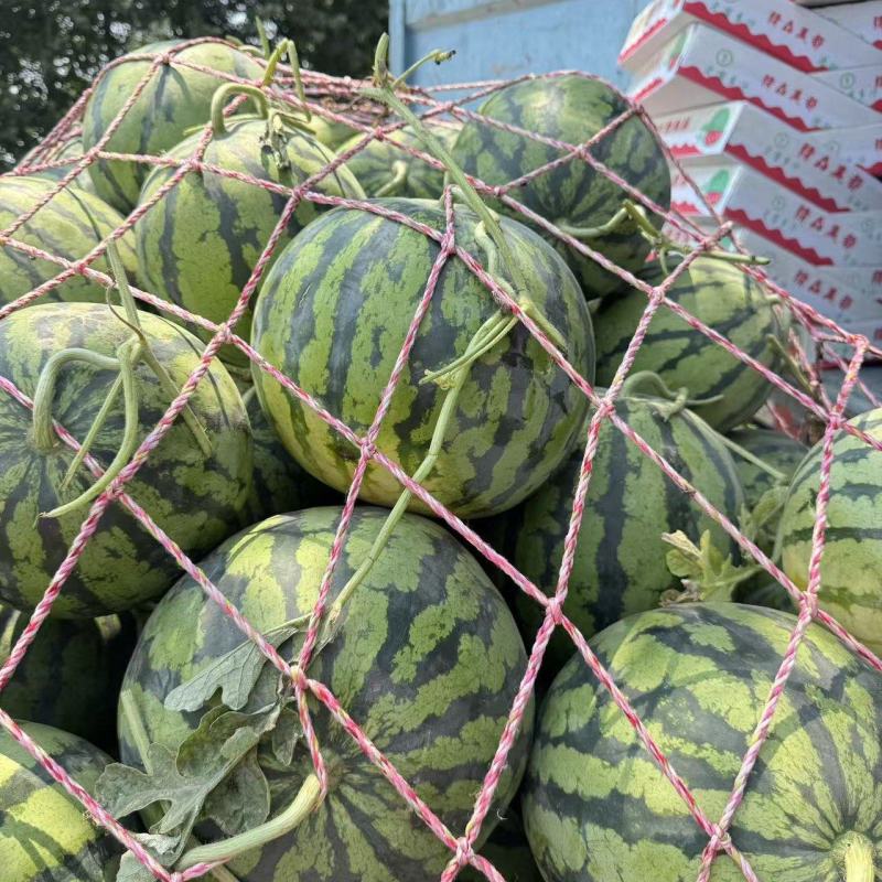 河南省美都头茬有籽西瓜大量上市。