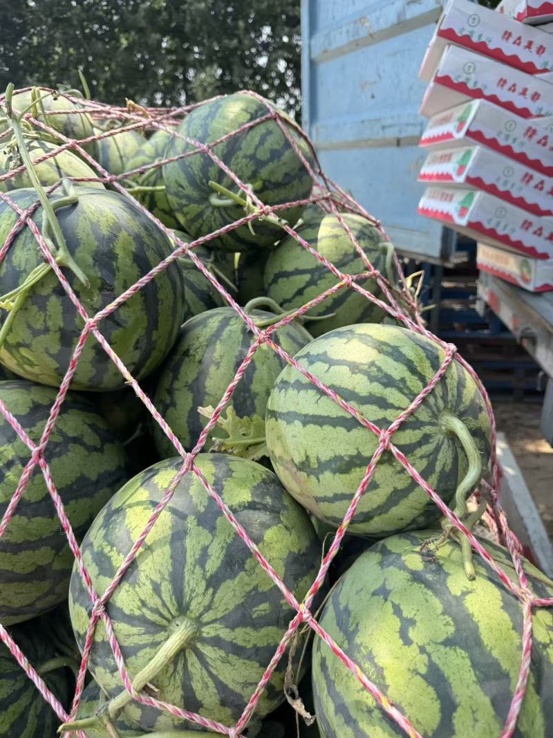 河南省美都头茬有籽西瓜大量上市。