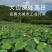 带壳新莲子。青莲子。种植户。可上门看货。源头产地