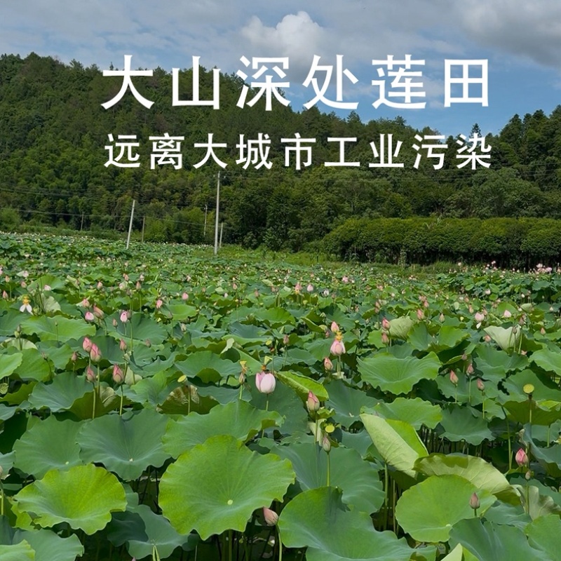 带壳新莲子。青莲子。种植户。可上门看货。源头产地