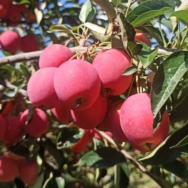 东北各种小苹果接连上市产地直发价格合理质量保证