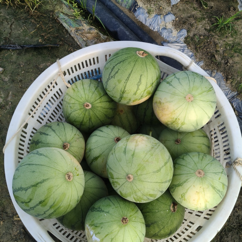 小型无籽西瓜