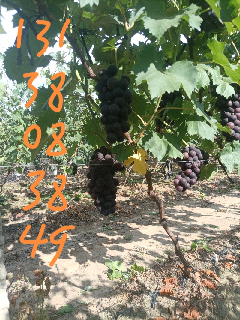 精品巨峰葡萄