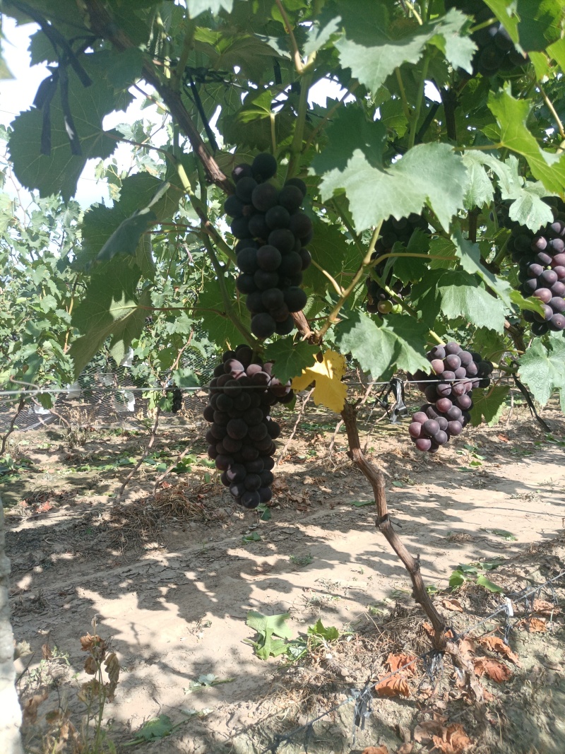 精品巨峰葡萄