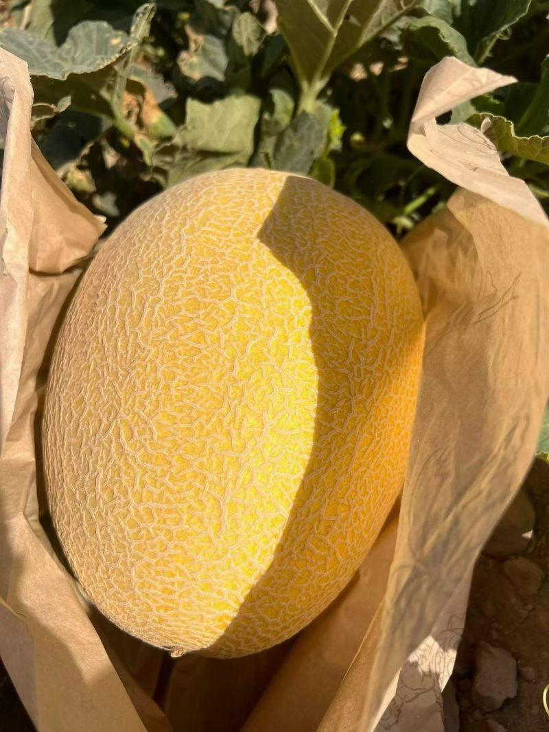 精品哈密瓜金色年华大量有货一级二级通货