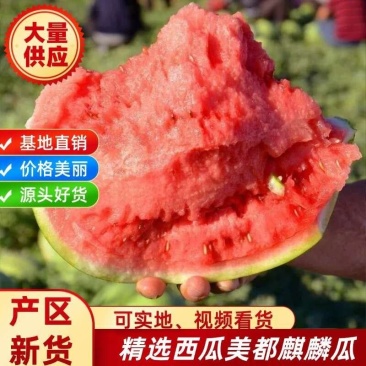 头茬美都西瓜张家口无籽西瓜大量上市代发全国