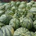 头茬美都西瓜张家口无籽西瓜大量上市代发全国