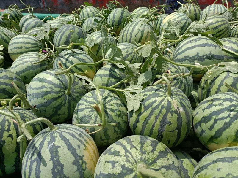 头茬美都西瓜张家口无籽西瓜大量上市代发全国