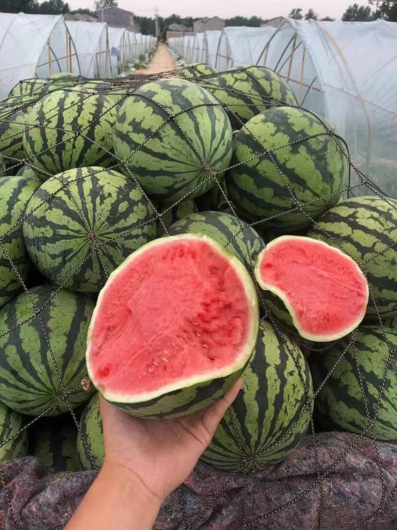 头茬美都西瓜张家口无籽西瓜大量上市代发全国