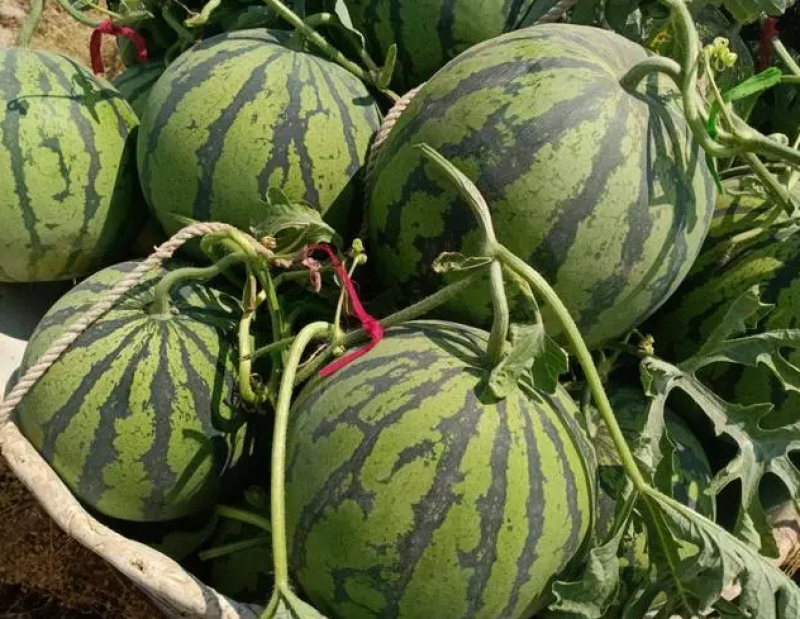 头茬美都西瓜张家口无籽西瓜大量上市代发全国