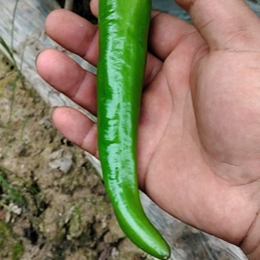 辣椒