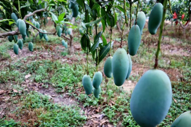 广西百色桂七芒果独特香味纯甜无丝