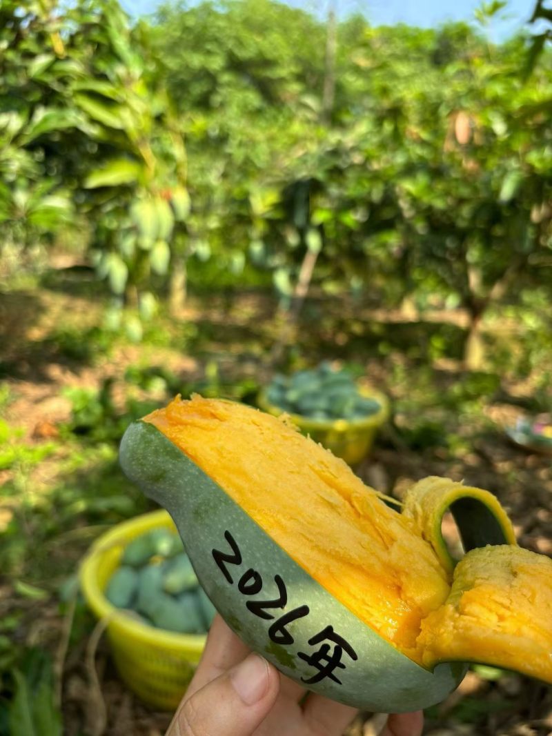 广西百色桂七芒果独特香味纯甜无丝