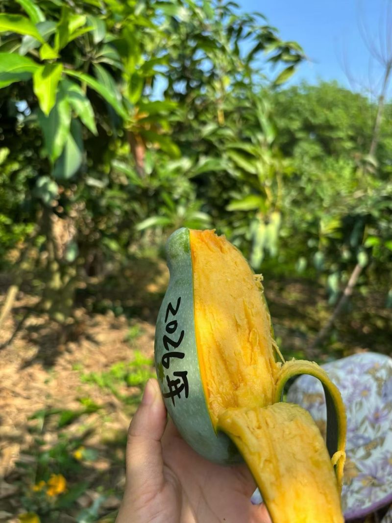 广西百色桂七芒果独特香味纯甜无丝