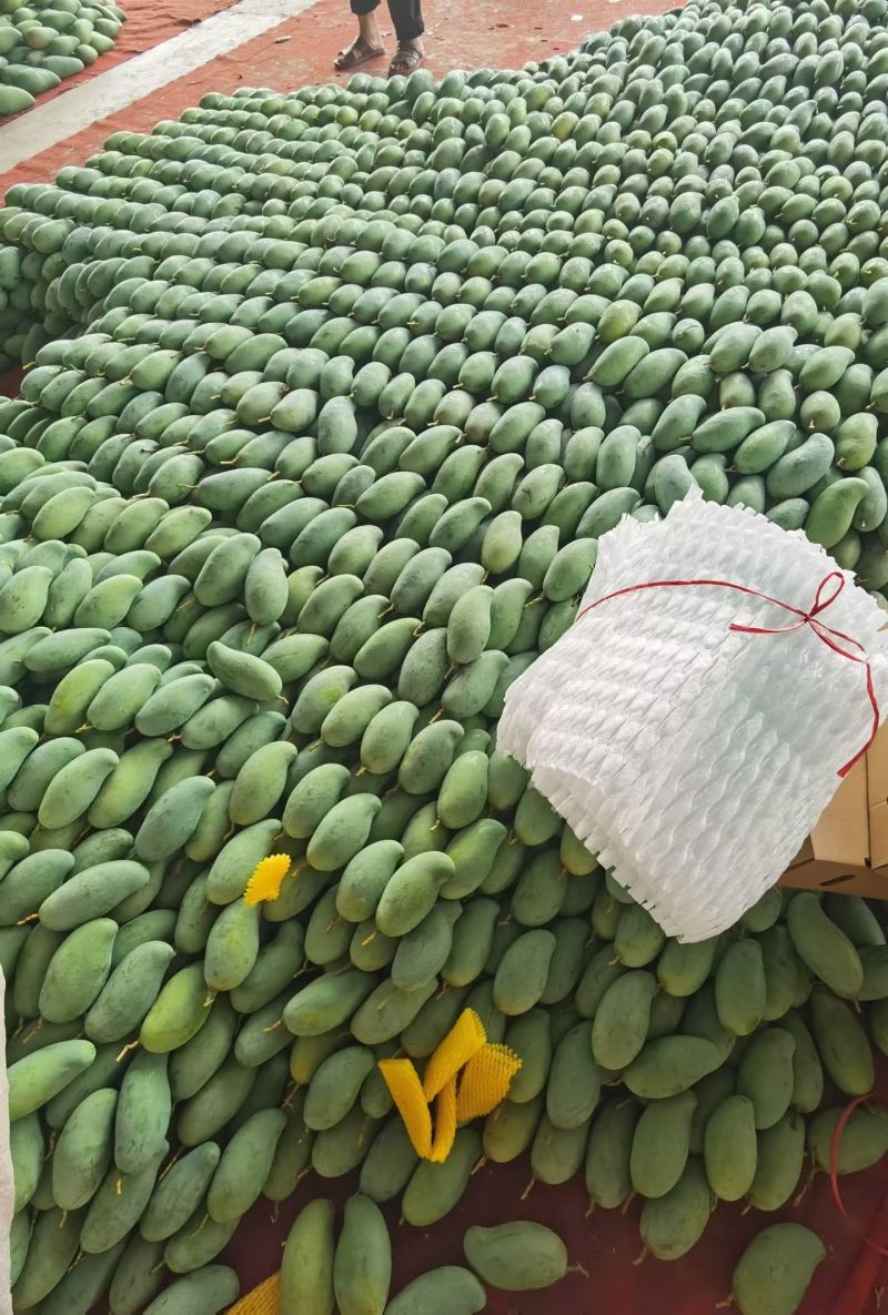 广西百色桂七芒果独特香味纯甜无丝