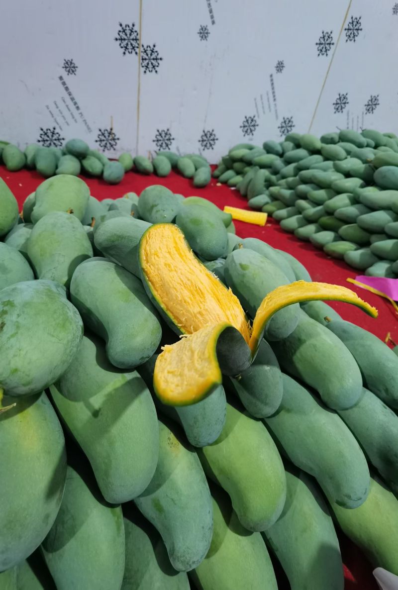 广西百色桂七芒果独特香味纯甜无丝