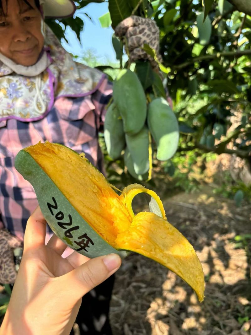 广西百色桂七芒果独特香味纯甜无丝