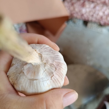 大蒜各种，标准