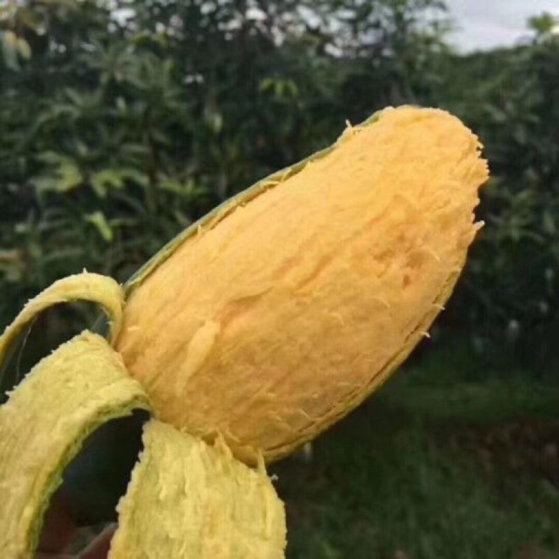 广西桂七大量上市支持线上线下一件代发品质保证