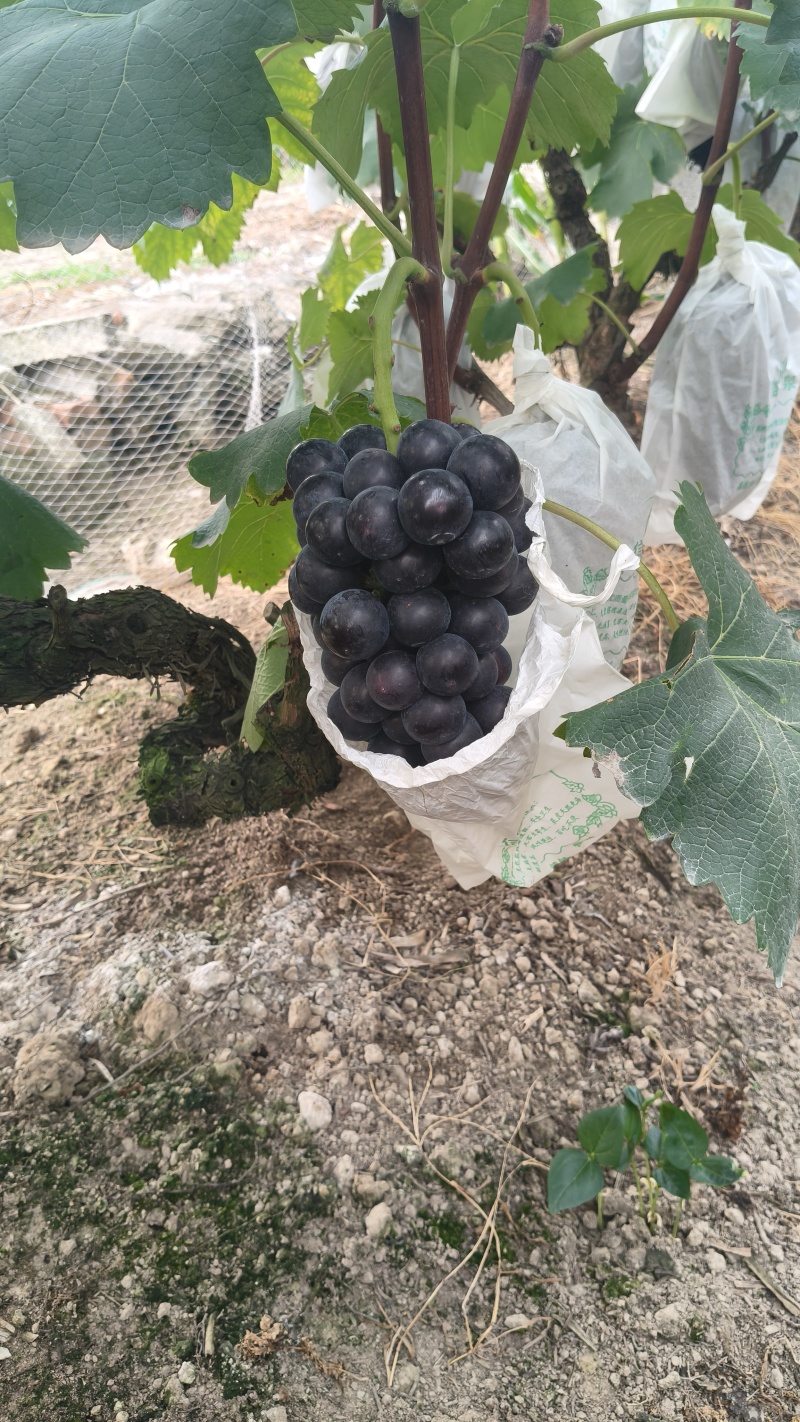 夏黑葡萄