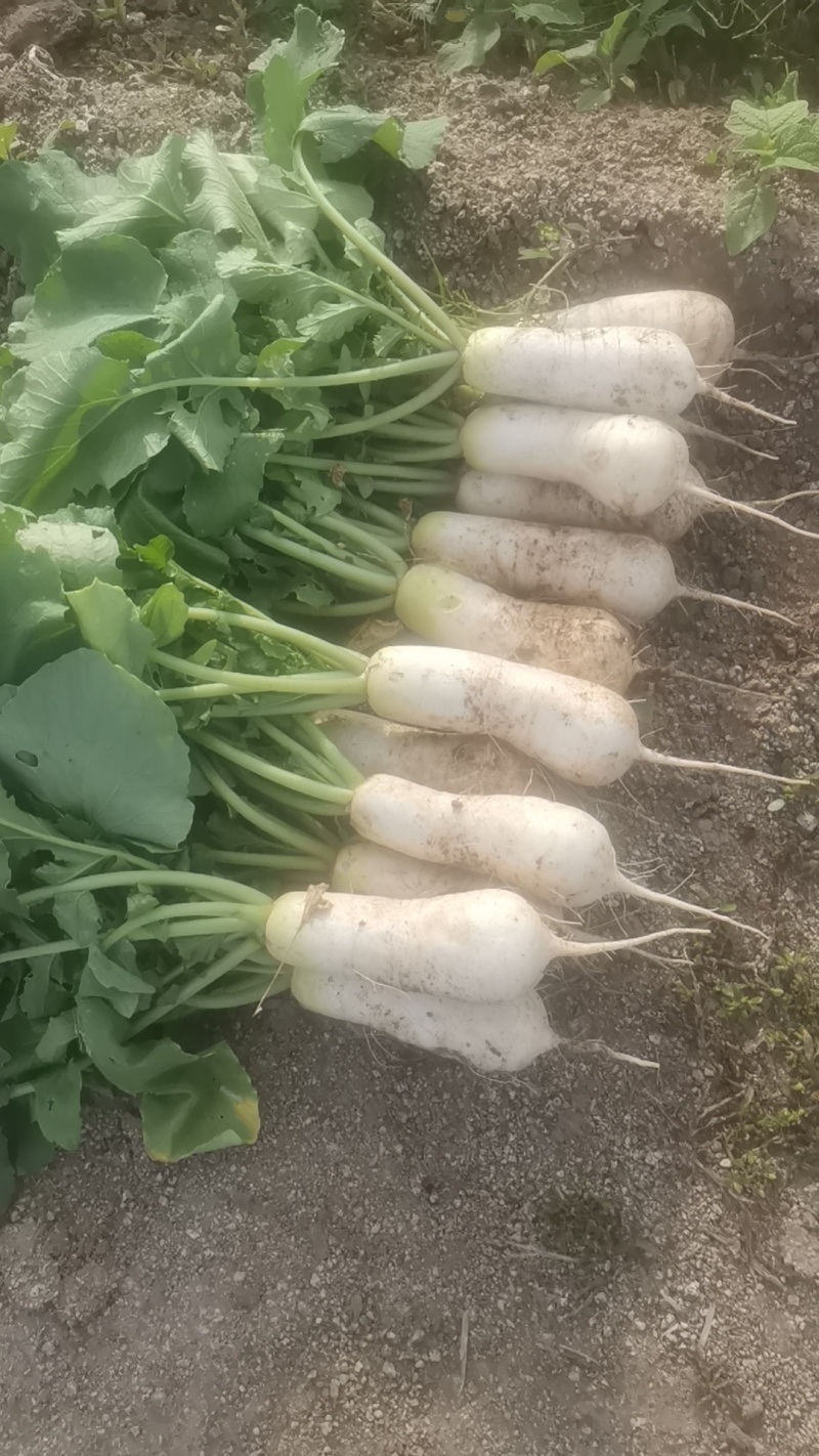 韩国泡菜，青年萝卜种植基地。