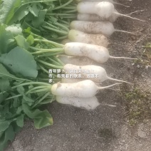 韩国泡菜，青年萝卜种植基地。