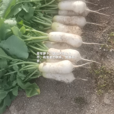 韩国泡菜，青年萝卜种植基地。