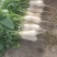 韩国泡菜，青年萝卜种植基地。