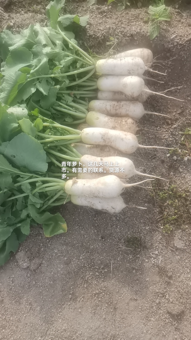 韩国泡菜，青年萝卜种植基地。