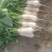 韩国泡菜，青年萝卜种植基地。