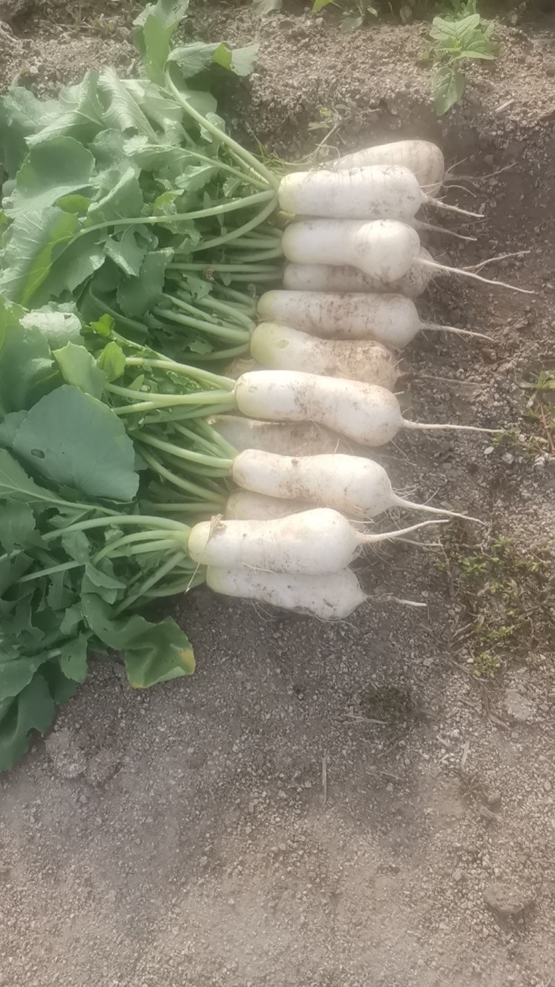 韩国泡菜，青年萝卜种植基地。