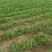 韩国泡菜，青年萝卜种植基地。