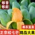 百色桂七大量上市支持全平台线上线下一件代发