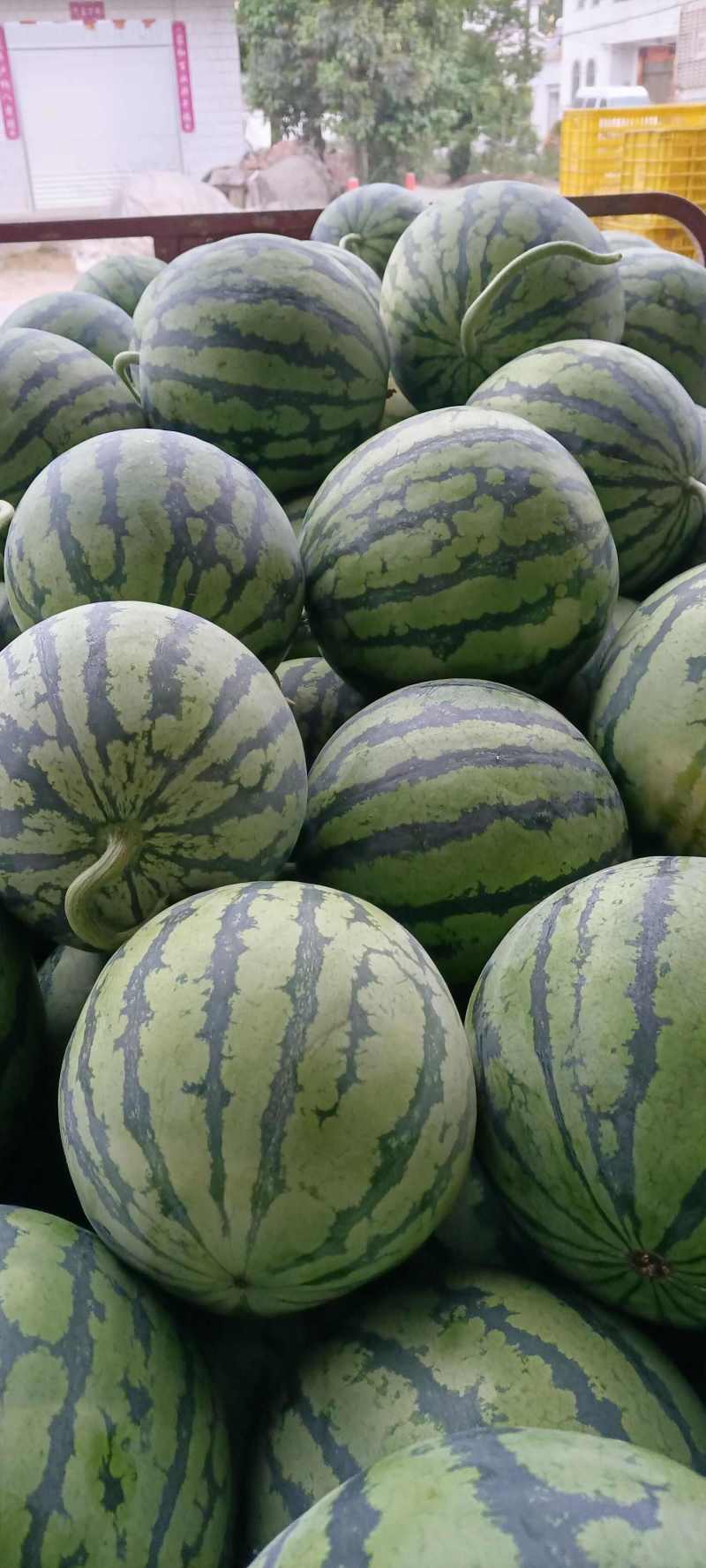蔚县无籽美都西瓜头茬美都品质好糖度高代发全国