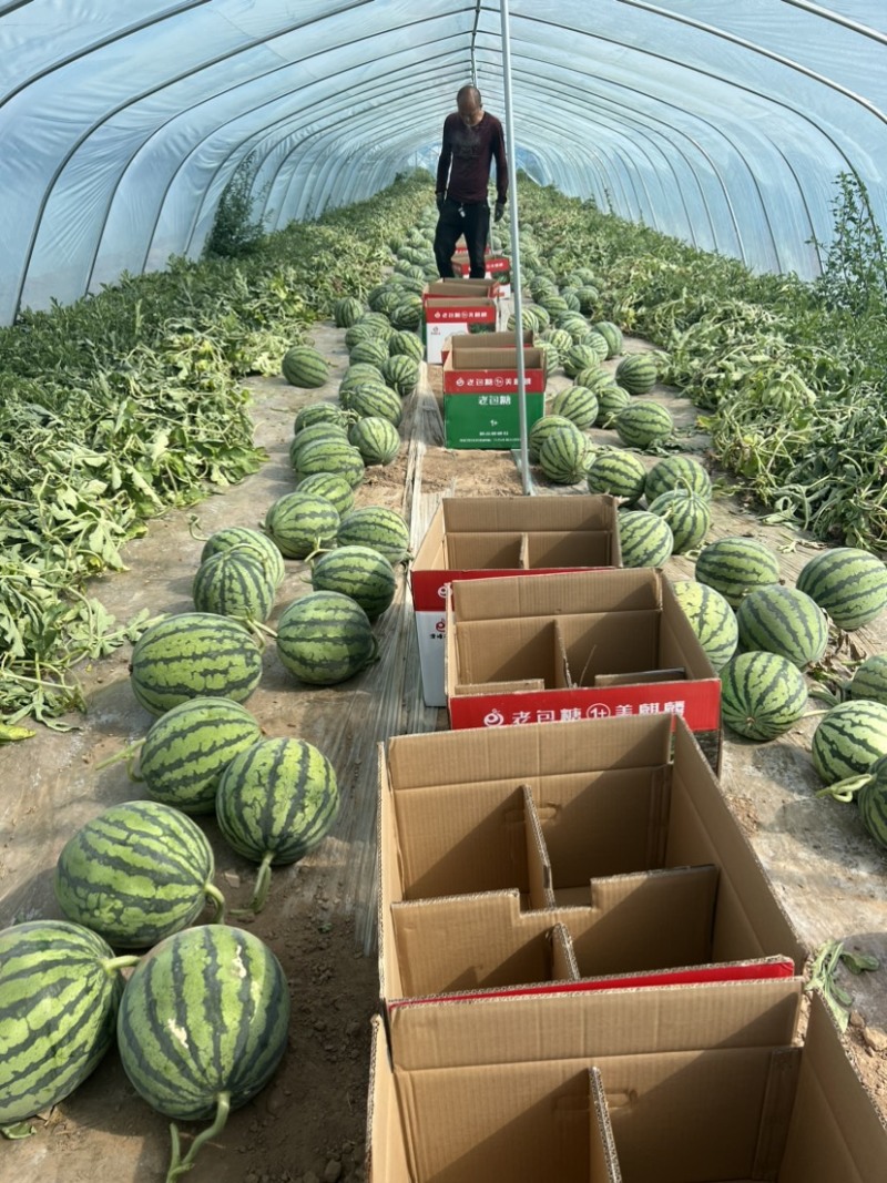 蔚县无籽美都西瓜头茬美都品质好糖度高代发全国